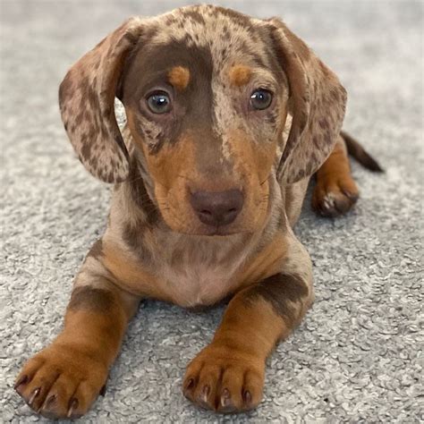 One of the primary health concerns in this breed is obesity, which can lead to intervertebral disc disease. . Miniature dachshund puppies for sale california craigslist
